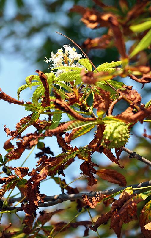 Kvetoucí kaštany v září zároveň s plody a suchým padajícím listím je možno vidět na Masarykově u