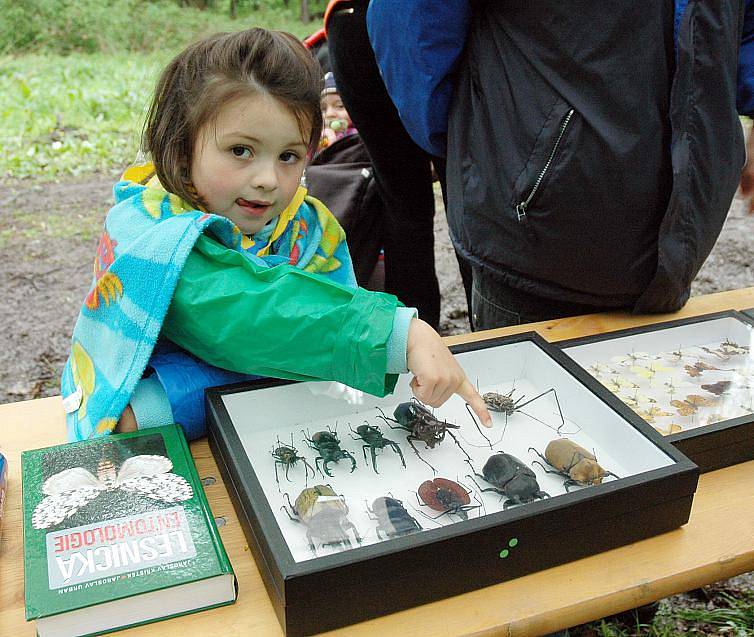 POZNÁVAČKA. Určit správně, o jaký jde jehličnan, poznat brouky, žijící v lese nebo nařezat dříví na polena, to bylo jen několik z úkolů, které lesníci pro děti a jejich rodiče v Kostomlatech připravili. 