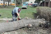 Dva stromy v Zabrušanech na Teplicku padly v neděli  odpoledne k zemi. Důvodem byla jejich narušená stabilita. 
