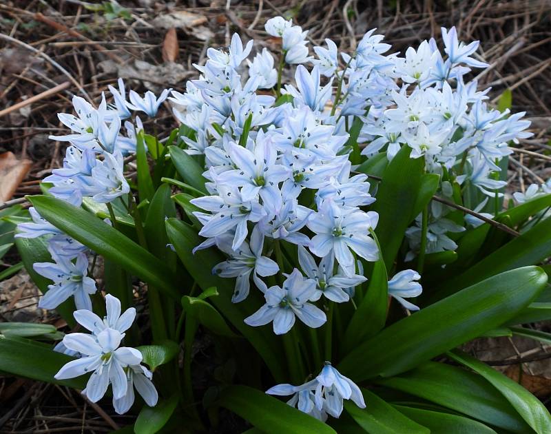 Botanická zahrada v Teplicích.