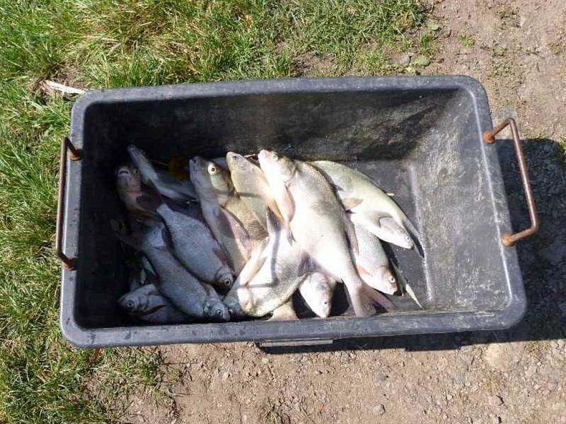 Na Modlanské nádrži uhynuly ryby, včetně velkých sumců