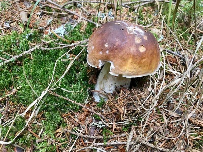 Čtenář Ota Schnepp vyrazil na houby kolem obce Pernink v Krušných horách. A byl úspěšný