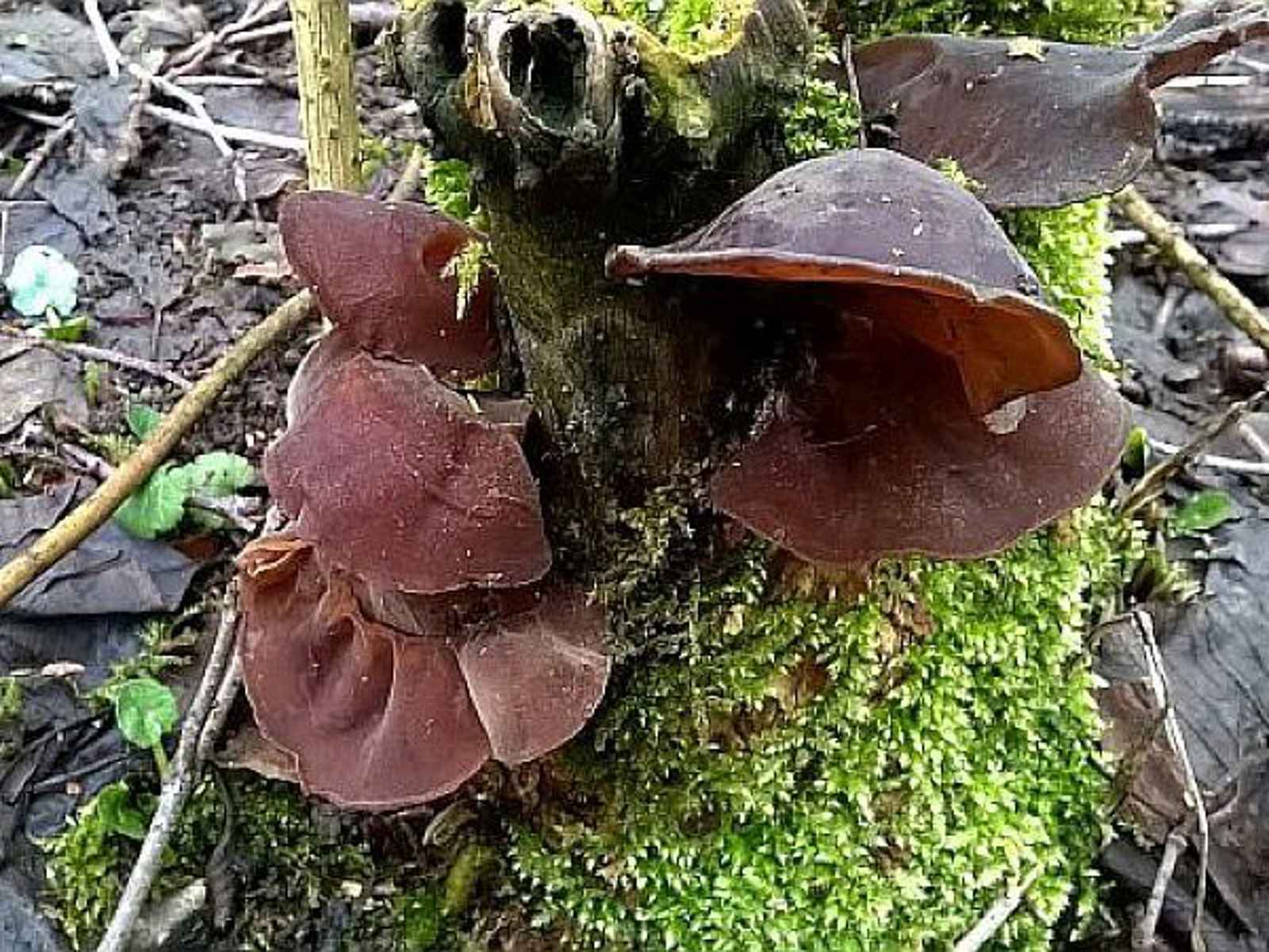 V lesích na Ústecku roste i v zimních měsících houba Jidášovo ucho.