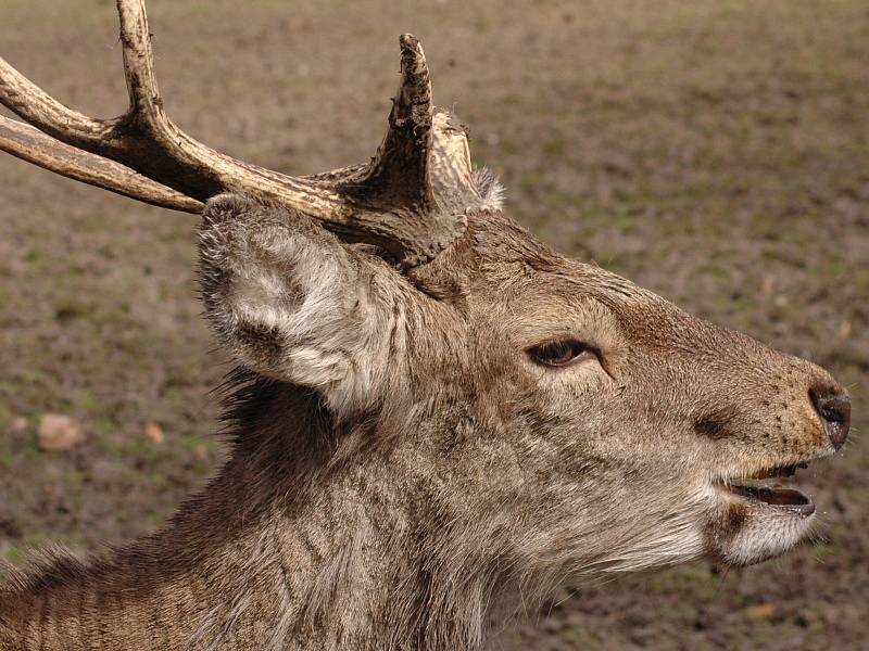 Obora v Dubí - Mstišově je oblíbeným cílem procházek. A je zde opravdu na co koukat...