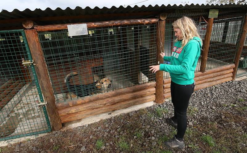 Útulek v Žimu se stará celkem o 47 psů, péči věnuje také desítkám koček.