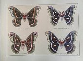 Jako exponát měsíce května zvolilo Regionální muzeum Teplice porovnání motýlů v muzejní sbírce s motýly v kresbách od sběratele hmyzu a kreslíře Josefa Altmanna.