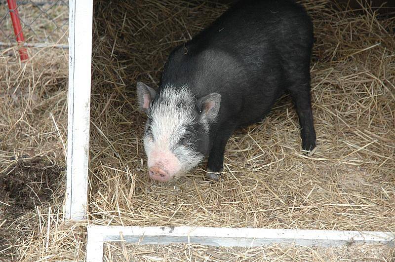 ČTYŘI PROTI JEDNOMU. Na vlastní kůži jsem se stal (druhý zprava) Lovcem krokodýla v cirkusu Berousek Sultán.