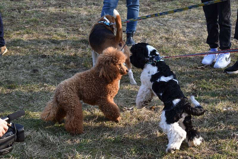 Slavnostní otevření veřejného hřiště pro psí agility v Trnovanech.