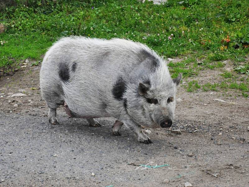 Vítání léta ve Fojtovicích.