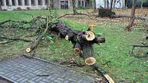Vyvrácené stromy v Mlýnské ulici v Teplicích