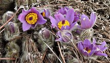 Symbol jara z Moravy kvete v teplické botanické zahradě