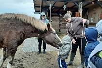 Děti z DD Tuchlov na farmě.