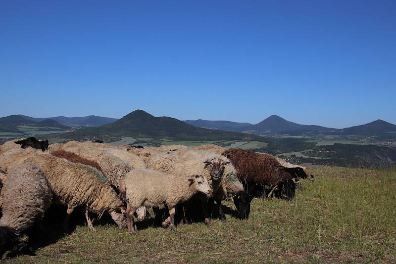Volná pastva ovcí na vrchu Radobýl.