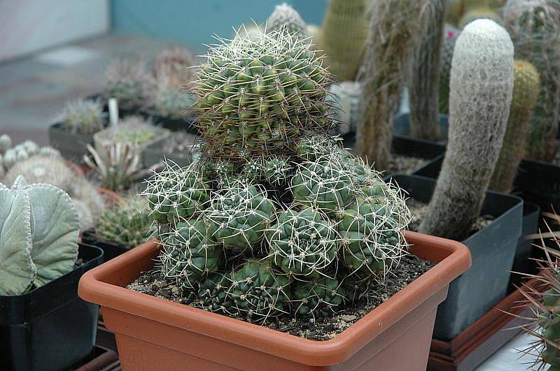 Výstava kaktusů v Krupce