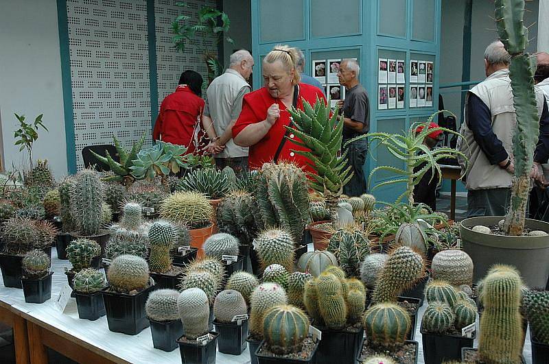 Výstava kaktusů v Krupce