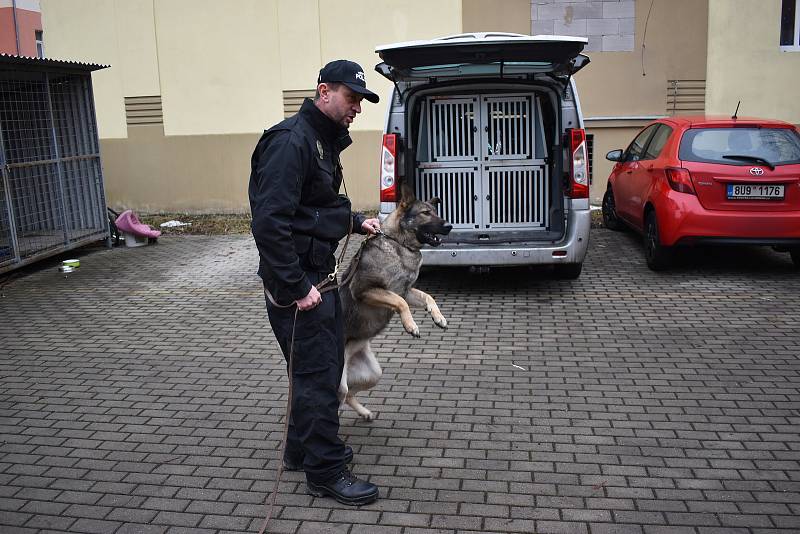 Nové zvířecí posily Freedom „Free“ a Derdekea „Dara“ společně s psovodem Pavlem Šlaufem slouží u MP Duchcov od tohoto měsíce.