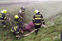 Kůň skončil v příkopu poblíž zastávky Dolní Žalany, pomohli mu hasiči.