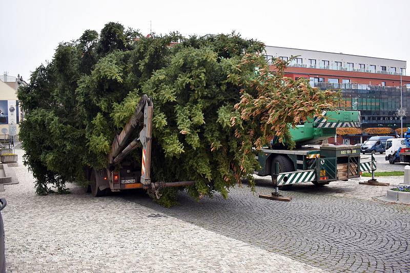 Ve středu 11. listopadu přivezli do Teplic největší ze sedmi vánočních stromů, které budou letos svítit v různých čtvrtích lázeňského města.
