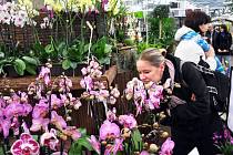 Patnáct set orchidejí zlákalo stejný počet návštěvníků