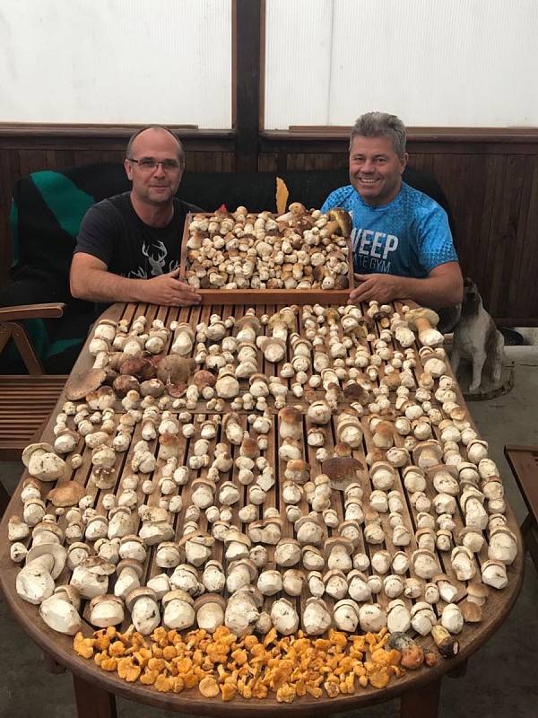Přes 600 kusů hub nedávno našel Bořek Chládek z teplické restaurace Aladdin s kamarádem Zdeňkem Březinou v lesích v Krušných horách.