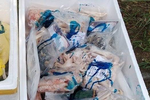 Veterinární správa zachytila u Teplic 75 kilogramů živočišných produktů, převážených v dodávce při nevyhovující teplotě