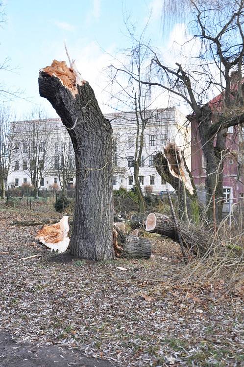 Staré vrby za kinem Lípa v Duchcově nevydržely nápor větru. 