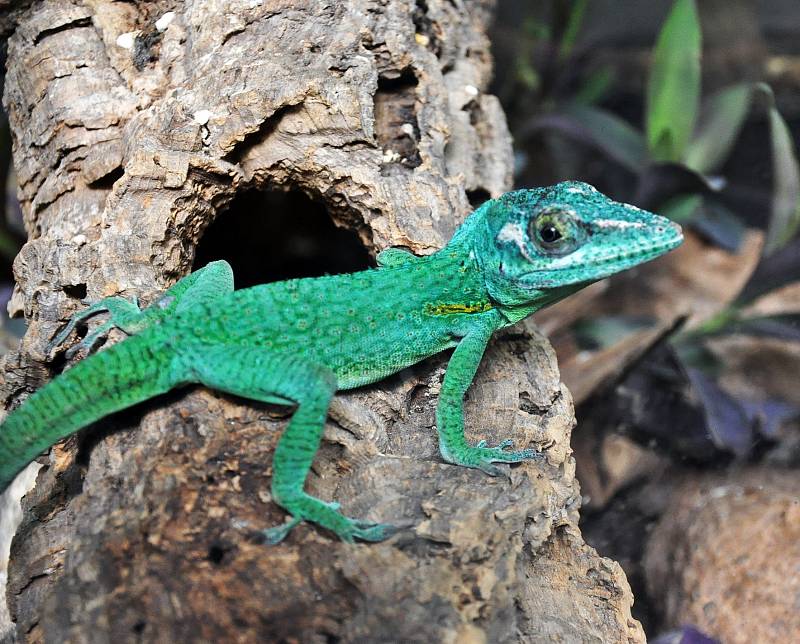 biopark gymnázium Teplice