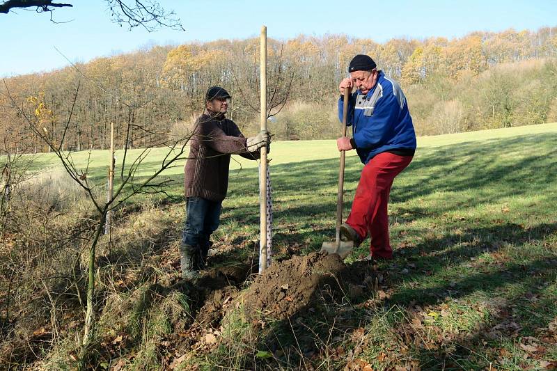 V  severních Čechách se bude na podzim sázet ve velkém.