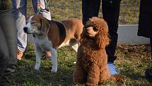 Slavnostní otevření veřejného hřiště pro psí agility v Trnovanech.