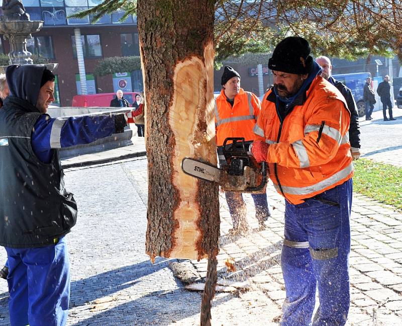 Vánoční smrk přivezli do Teplic z Černčic