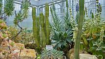 Skalničkový skleník v Botanické zahradě představuje rostliny nejen z Evropy, ale také z Asie, Jižní Ameriky, Nového Zélandu, Kanárských ostrovů, Madeiry nebo z chilské poušti Atacama.