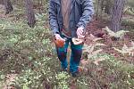 Čtenář David společně s manželkou a fenkou jezevčíka Lailou našel v lesích v Ludvíkovicích na Děčínsku několik košíků hub.