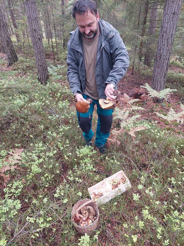 Čtenář David společně s manželkou a fenkou jezevčíka Lailou našel v lesích několik košíků hub.
