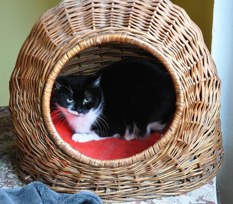 Do nového „kočičího domu“ v Krupce přestěhoval své svěřence Fousek. Nezisková organizace pomáhá opuštěným kočkám na Teplicku už sedm let.