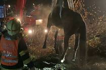Kůň v Hudcově uvíznul v šachtě. S vyproštěním pomohli hasiči