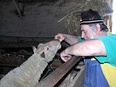 Jiří Kaiser je dlouholetým chovatelem ovcí,o poplachu kolem schmallenberského viru si myslí své.
