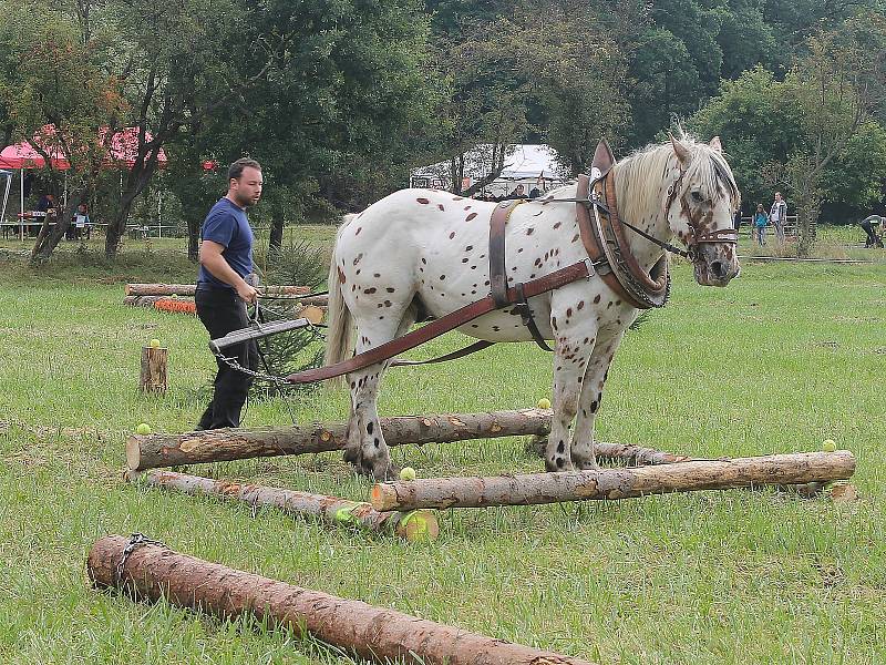 Na Den Českého lesa dorazily stovky návštěvníků. Největší pozornost budil závod chladnokrevných koní. Na snímku je Jiří Foist s hřebcem Narexem.