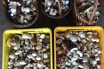 Nalezené houby zaslali: Denisa Levá
