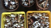 Nalezené houby zaslali: Denisa Levá
