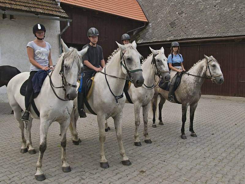 Kladrubští bělouši v Maškově mlýně.