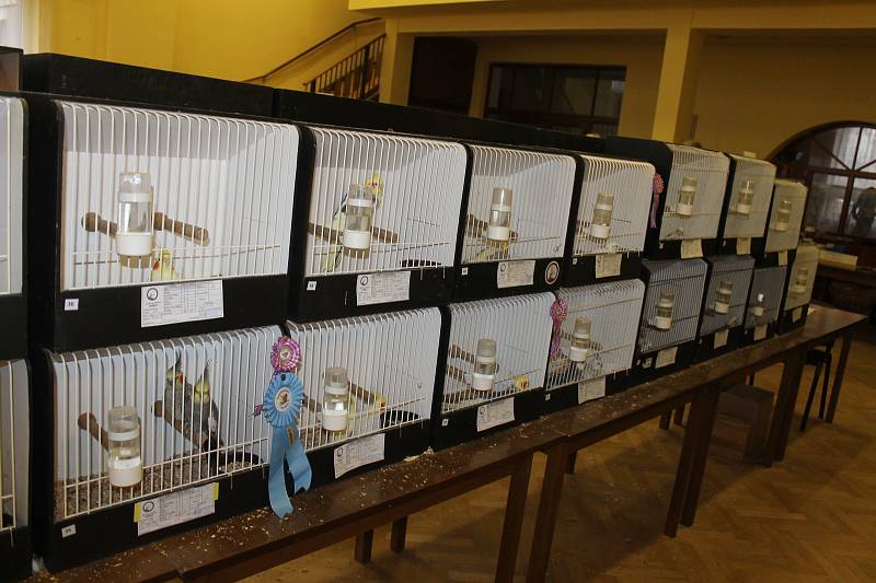 Krajská výstava okrasného ptactva ve Starém Klíčově se letos konala již poosmé.