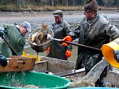 Z VÝLOVU ČERNÉHO RYBNÍKA U BABYLONU. Zaměstnancům Domažlických městských lesů s ním pravidelně pomáhají kolegové z chocomyšlského střediska  Klatovského rybářství.