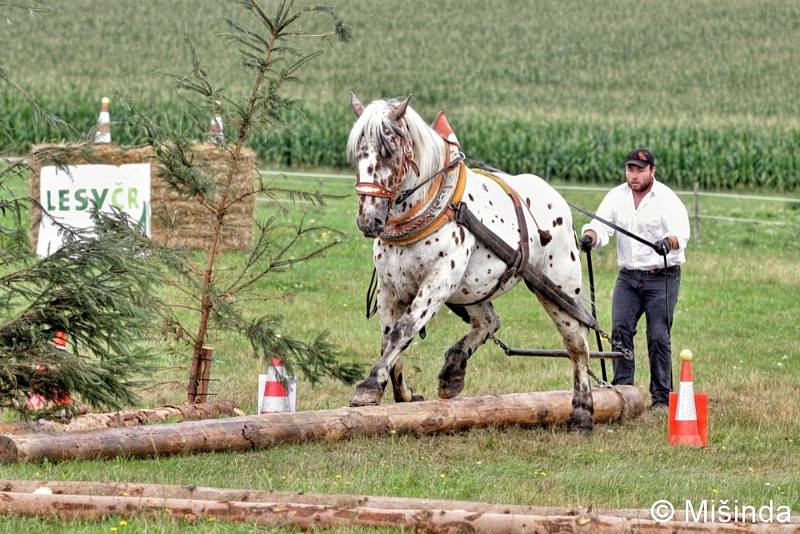 Jiří Foist se s hřebci Narexem a Nachem zúčastní víkendové soutěže chladnokrevních koní v Rakousku. Pokud vyhrají 1. nebo 2. místo, postoupí na mistrovství Evropy. Foto: archiv J. Foista