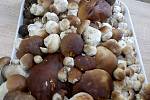 Nalezené houby zaslali: Lenka Svagrová