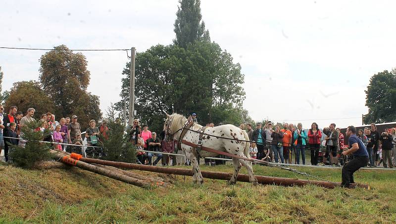 Na Den Českého lesa dorazily stovky návštěvníků. Největší pozornost budil závod chladnokrevných koní. Na snímku je Jiří Foist s hřebcem Narexem.