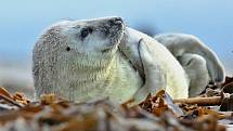 Vladimír Čech z Klenčí zachytil na ostrově Helgoland-Düne mimo jiné i narození tuleně.