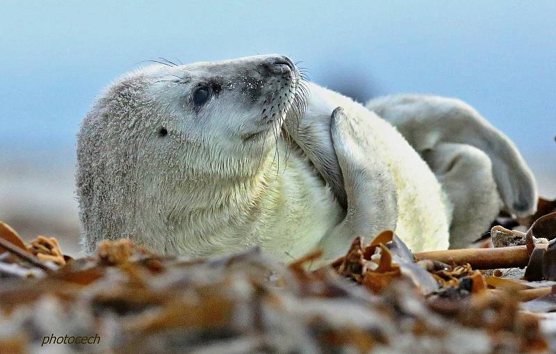 Vladimír Čech z Klenčí zachytil na ostrově Helgoland-Düne mimo jiné i narození tuleně.