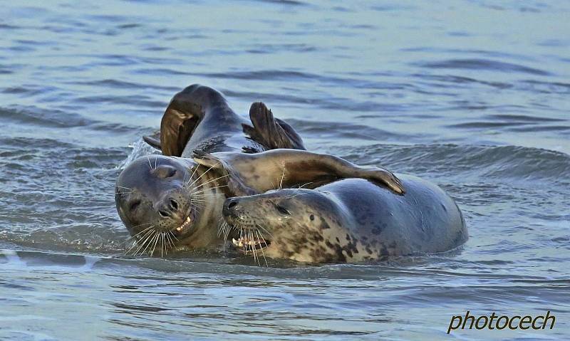 Vladimír Čech z Klenčí zachytil na ostrově Helgoland-Düne mimo jiné i narození tuleně.