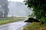 Padlý strom nad Stráží před odbočkou do Pelechů.