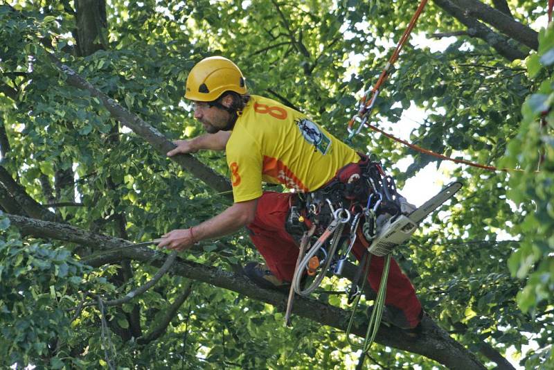 Arboristé ošetřili Kozinovu lípu.